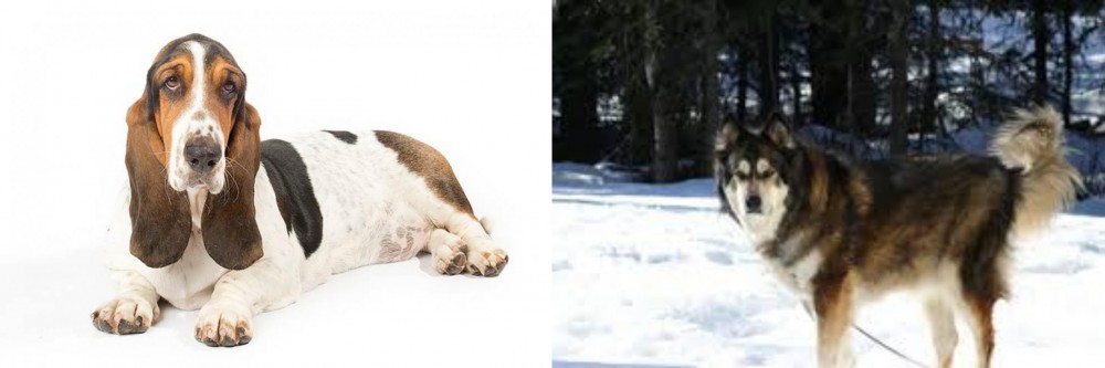 Mackenzie River Husky vs Basset Hound - Breed Comparison