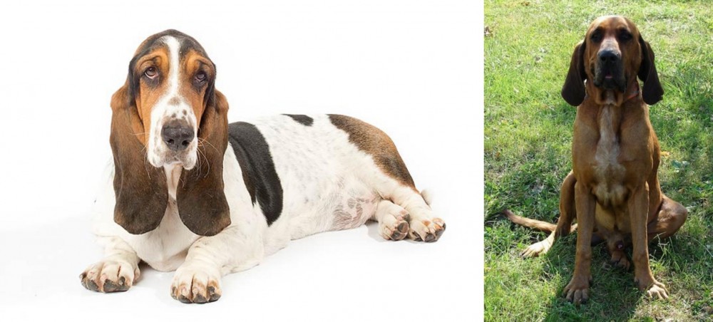 Majestic Tree Hound vs Basset Hound - Breed Comparison