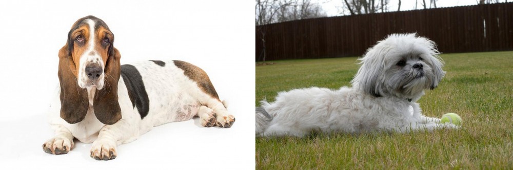 Mal-Shi vs Basset Hound - Breed Comparison