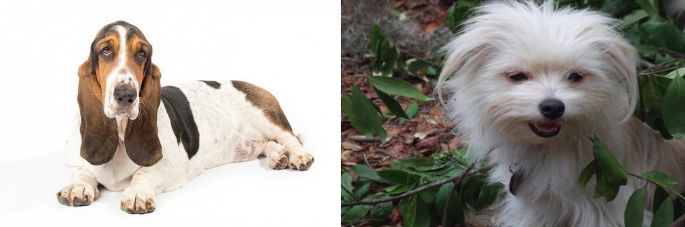 Malti-Pom vs Basset Hound - Breed Comparison