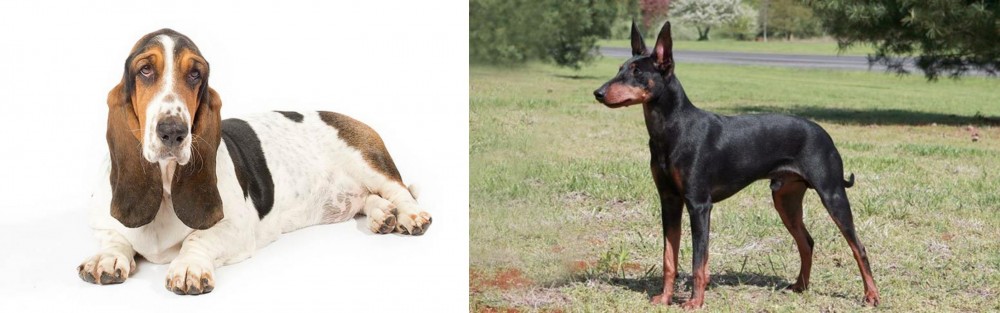 Manchester Terrier vs Basset Hound - Breed Comparison