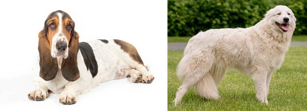 Maremma Sheepdog vs Basset Hound - Breed Comparison