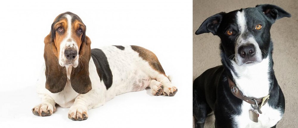 McNab vs Basset Hound - Breed Comparison