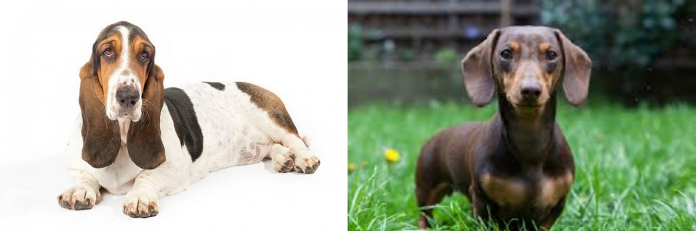 Miniature Dachshund vs Basset Hound - Breed Comparison