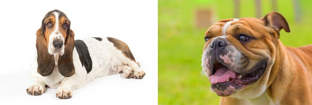 Miniature English Bulldog vs Basset Hound - Breed Comparison