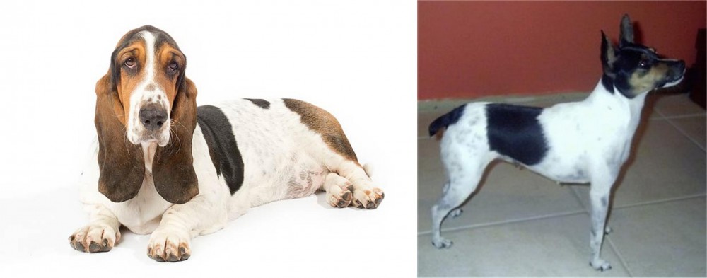 Miniature Fox Terrier vs Basset Hound - Breed Comparison