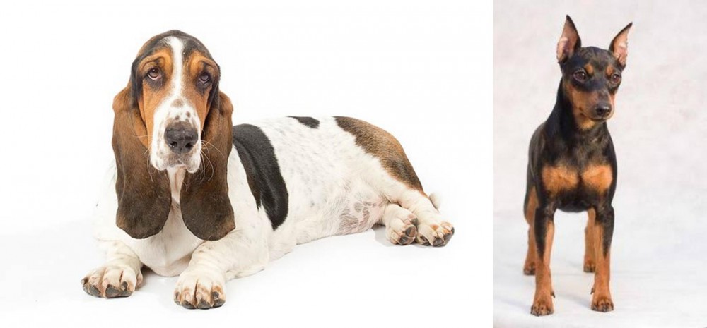 Miniature Pinscher vs Basset Hound - Breed Comparison