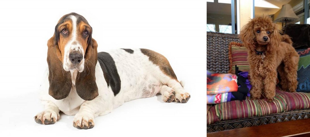Miniature Poodle vs Basset Hound - Breed Comparison