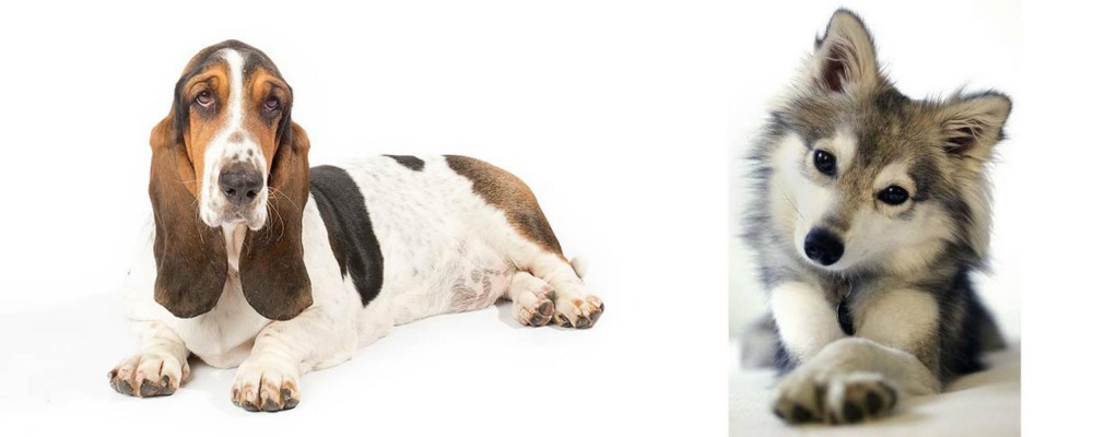 Miniature Siberian Husky vs Basset Hound - Breed Comparison