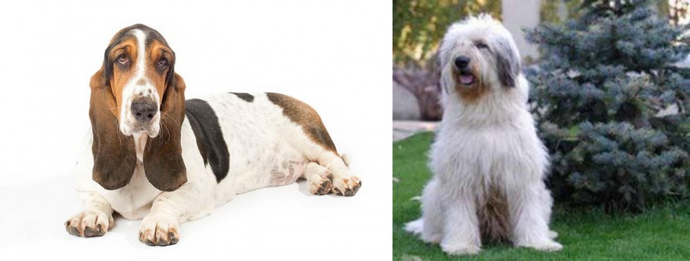 Mioritic Sheepdog vs Basset Hound - Breed Comparison