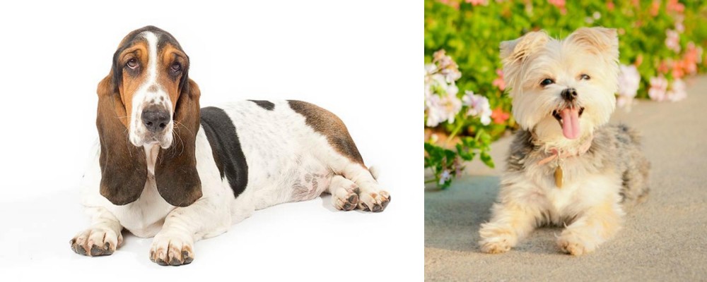 Morkie vs Basset Hound - Breed Comparison