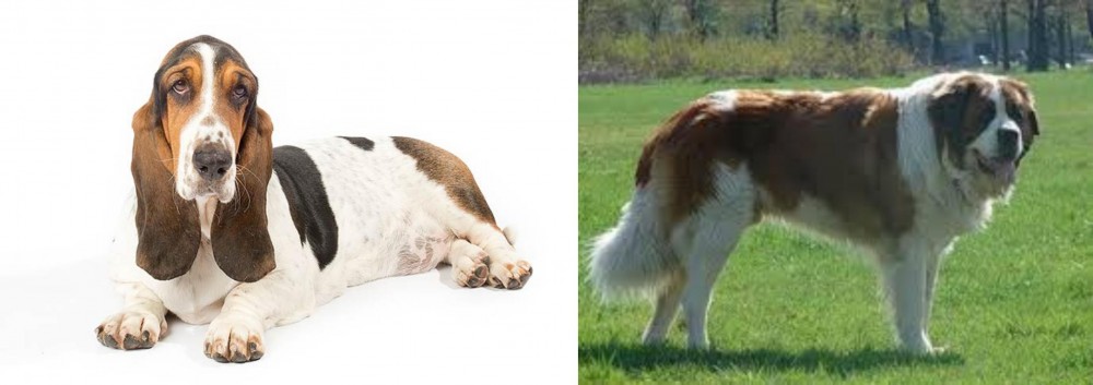 Moscow Watchdog vs Basset Hound - Breed Comparison