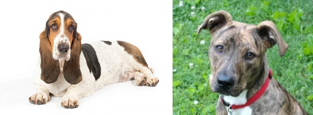 Mountain Cur vs Basset Hound - Breed Comparison