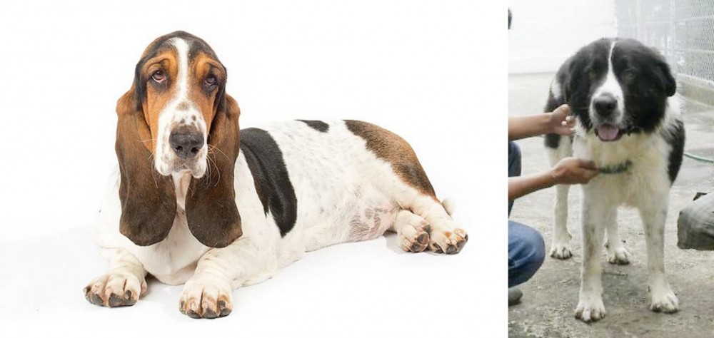 Mucuchies vs Basset Hound - Breed Comparison