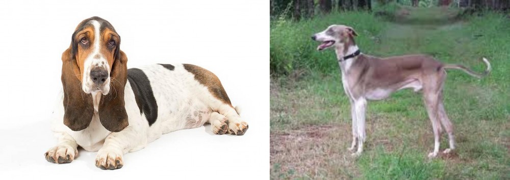Mudhol Hound vs Basset Hound - Breed Comparison
