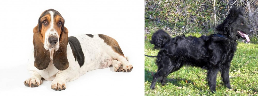 Mudi vs Basset Hound - Breed Comparison