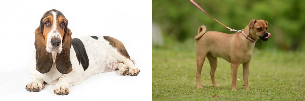 Muggin vs Basset Hound - Breed Comparison
