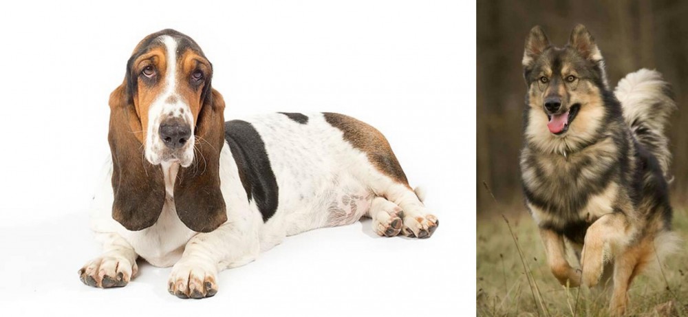 Native American Indian Dog vs Basset Hound - Breed Comparison