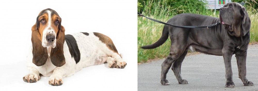Neapolitan Mastiff vs Basset Hound - Breed Comparison