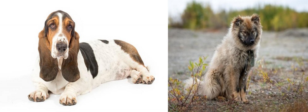 Nenets Herding Laika vs Basset Hound - Breed Comparison