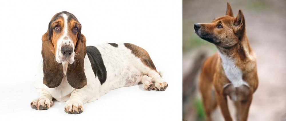 New Guinea Singing Dog vs Basset Hound - Breed Comparison