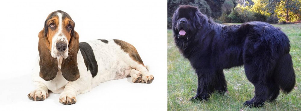 Newfoundland Dog vs Basset Hound - Breed Comparison