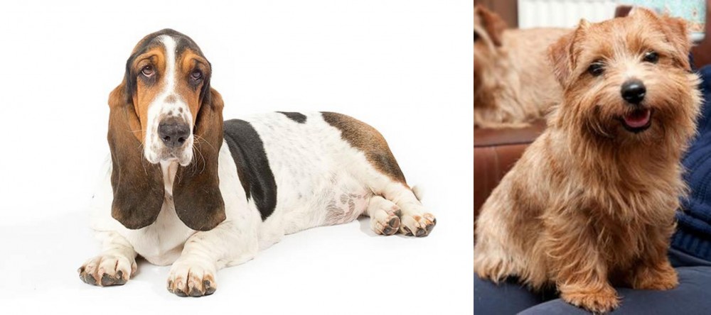 Norfolk Terrier vs Basset Hound - Breed Comparison