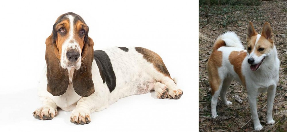 Norrbottenspets vs Basset Hound - Breed Comparison