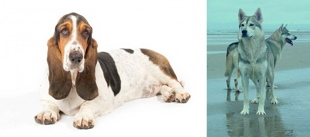 Northern Inuit Dog vs Basset Hound - Breed Comparison
