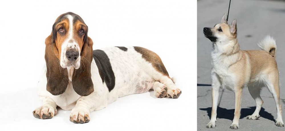 Norwegian Buhund vs Basset Hound - Breed Comparison