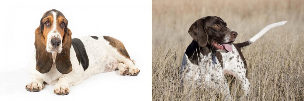 Old Danish Pointer vs Basset Hound - Breed Comparison