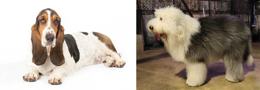 Old English Sheepdog vs Basset Hound - Breed Comparison