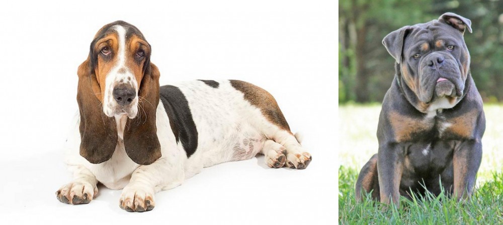 Olde English Bulldogge vs Basset Hound - Breed Comparison
