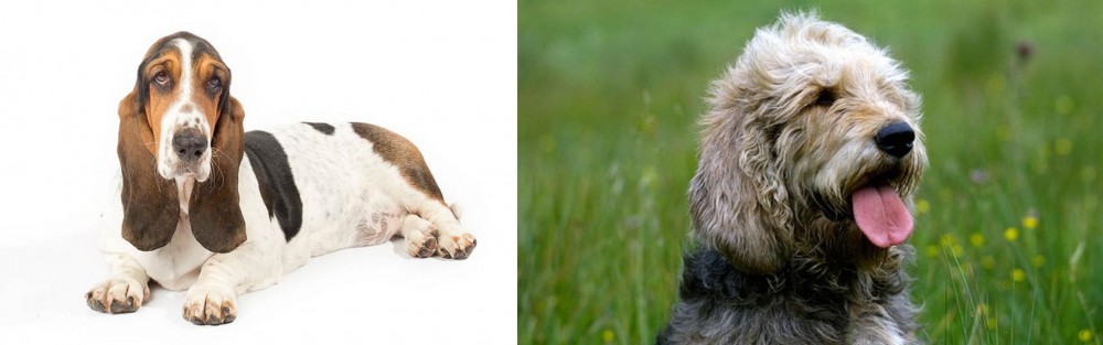 Otterhound vs Basset Hound - Breed Comparison