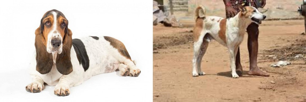 Pandikona vs Basset Hound - Breed Comparison