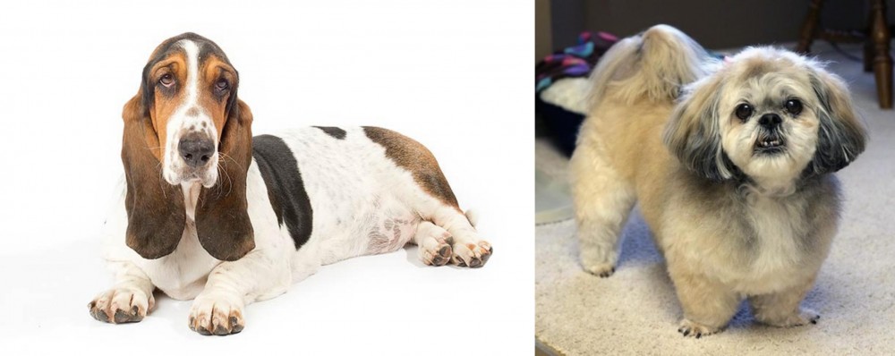 PekePoo vs Basset Hound - Breed Comparison
