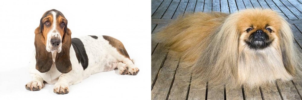 Pekingese vs Basset Hound - Breed Comparison