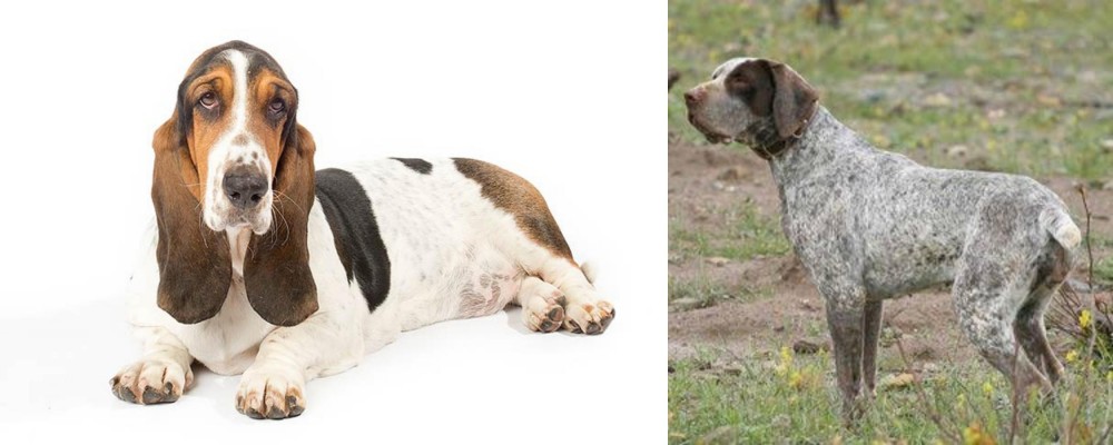 Perdiguero de Burgos vs Basset Hound - Breed Comparison