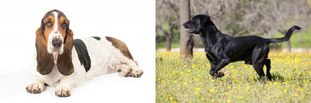Perro de Pastor Mallorquin vs Basset Hound - Breed Comparison
