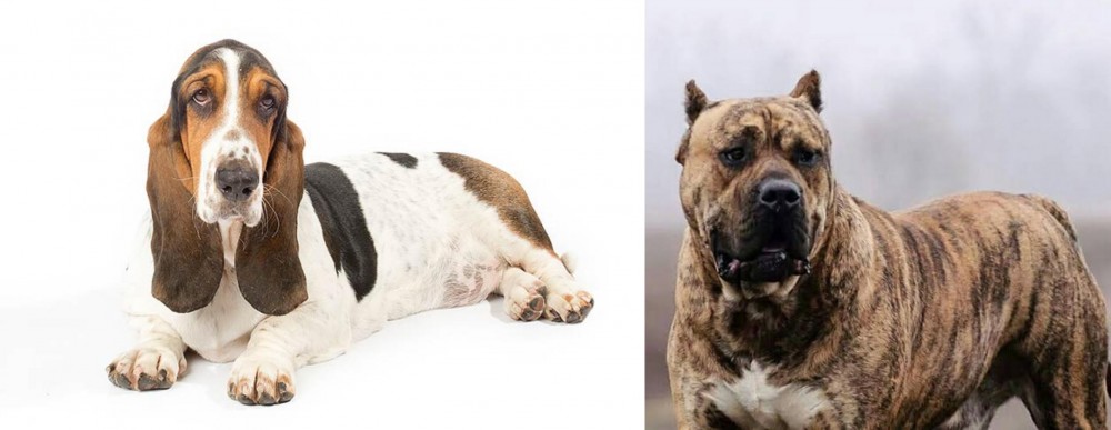 Perro de Presa Canario vs Basset Hound - Breed Comparison