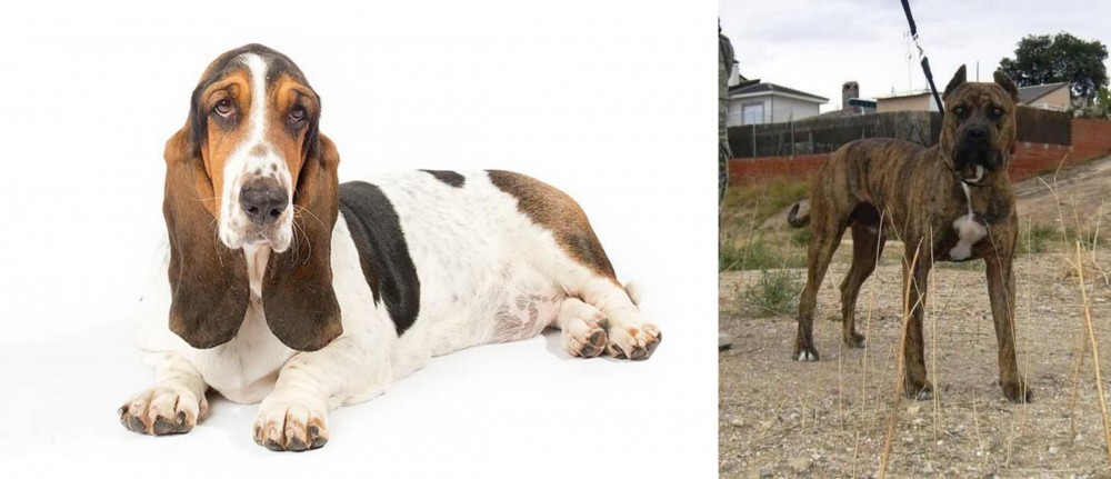 Perro de Toro vs Basset Hound - Breed Comparison