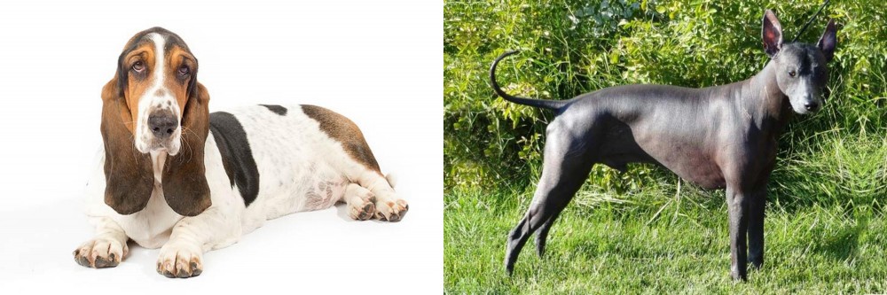 Peruvian Hairless vs Basset Hound - Breed Comparison