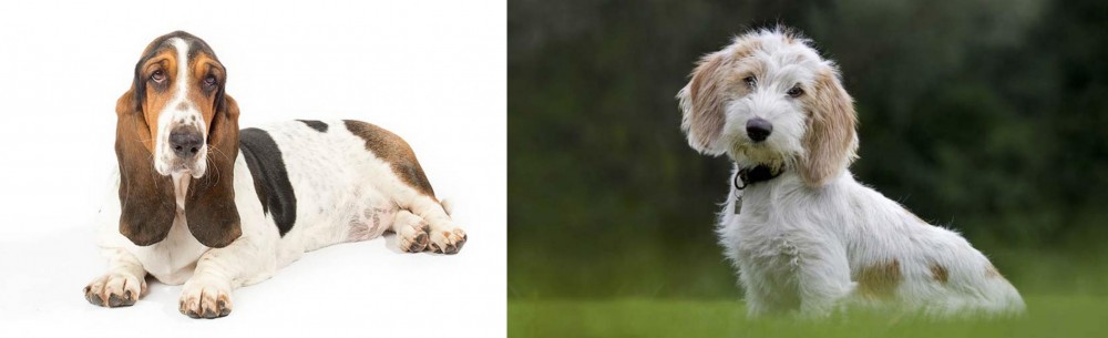 Petit Basset Griffon Vendeen vs Basset Hound - Breed Comparison
