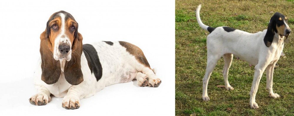 Petit Gascon Saintongeois vs Basset Hound - Breed Comparison