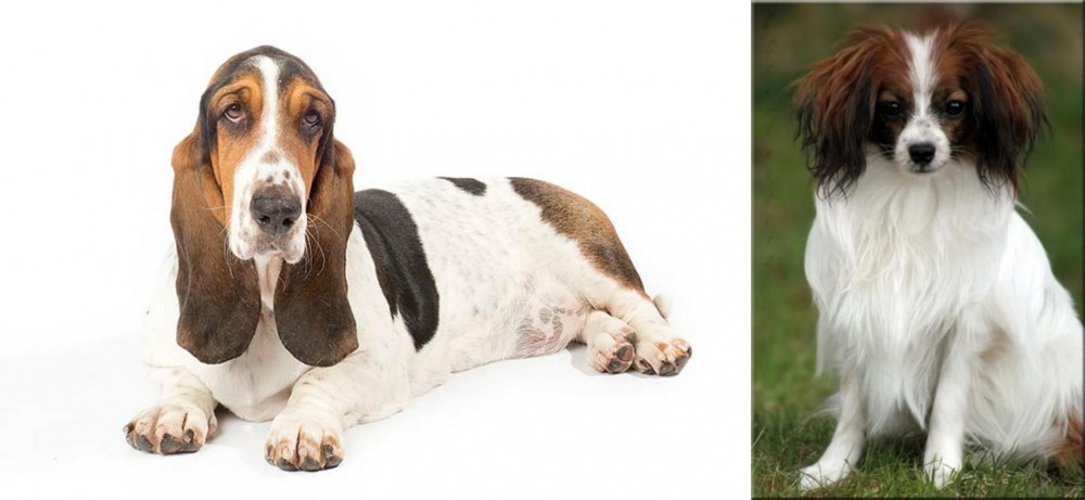 Phalene vs Basset Hound - Breed Comparison