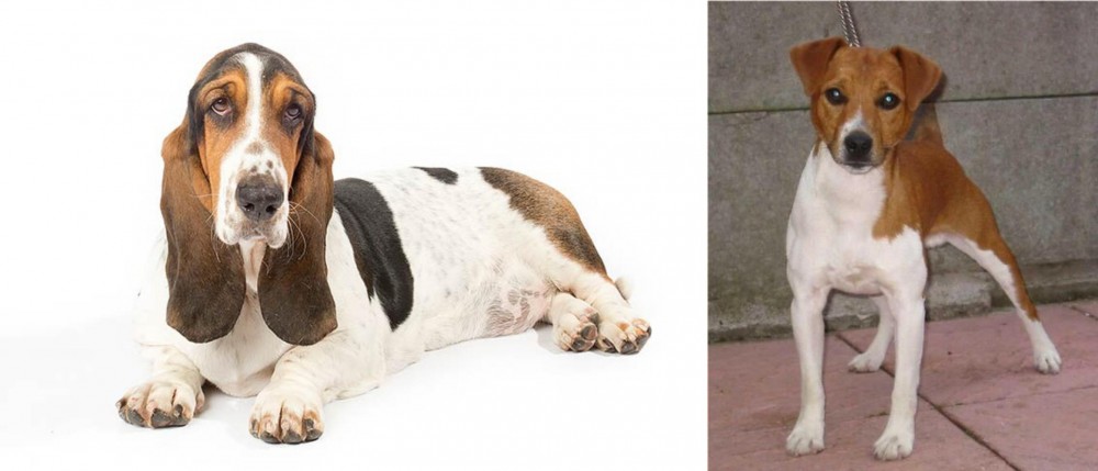 Plummer Terrier vs Basset Hound - Breed Comparison