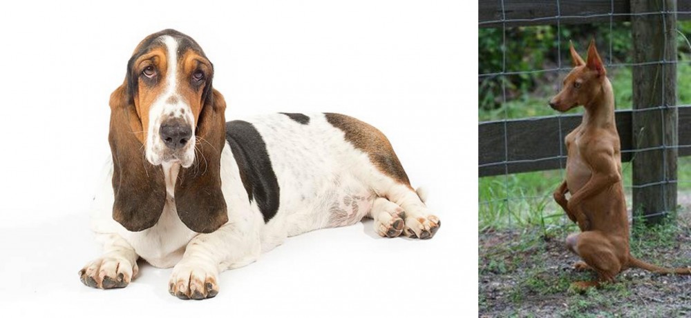 Podenco Andaluz vs Basset Hound - Breed Comparison