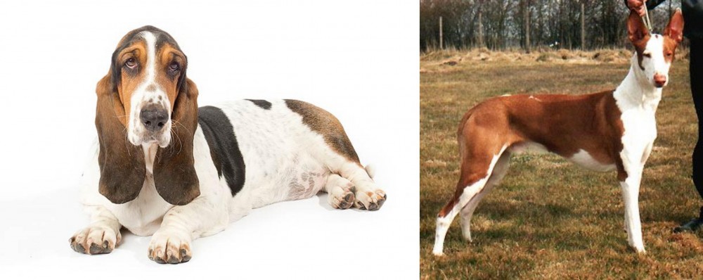 Podenco Canario vs Basset Hound - Breed Comparison