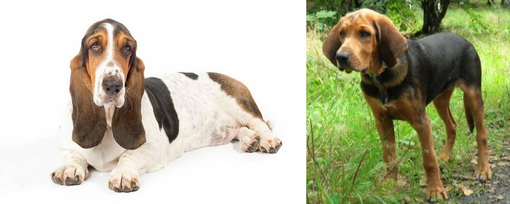 Polish Hound vs Basset Hound - Breed Comparison