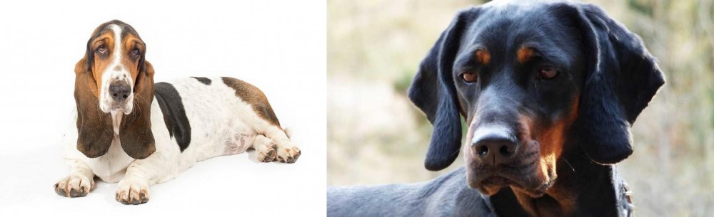 Polish Hunting Dog vs Basset Hound - Breed Comparison